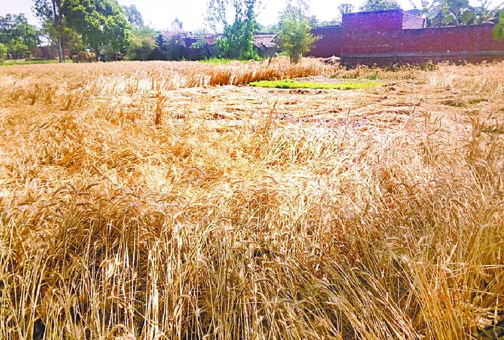 weather hits crop in uttar pradesh.
