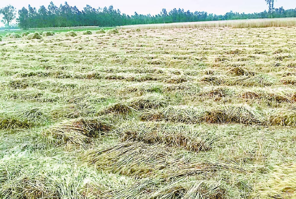 weather hits crop in uttar pradesh.