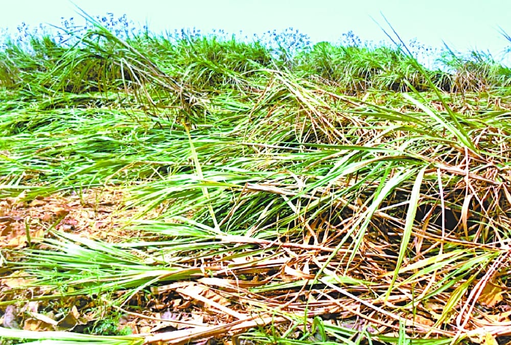 weather hits crop in uttar pradesh.