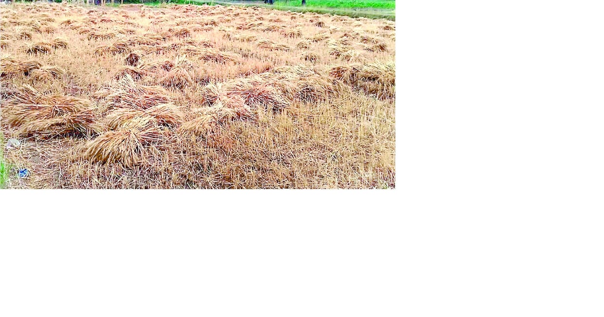 गेहूं के पौधे खा रहा है गुंजिया कीट