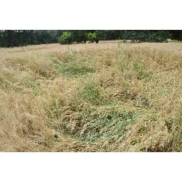 wheat crop from storm