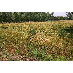 wheat plants fall down on land