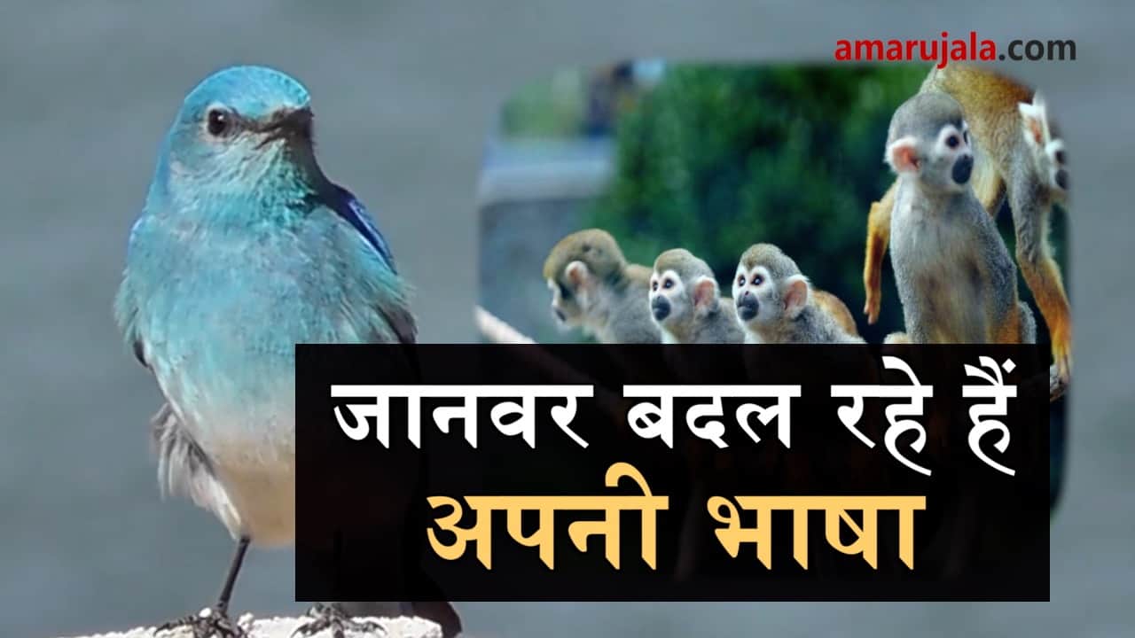 animals are changing voice and behaviour