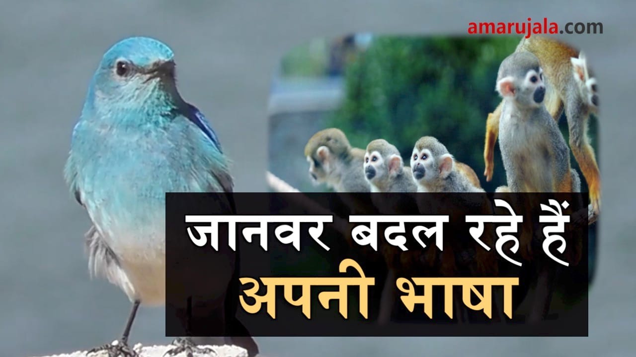 animals are changing voice and behaviour