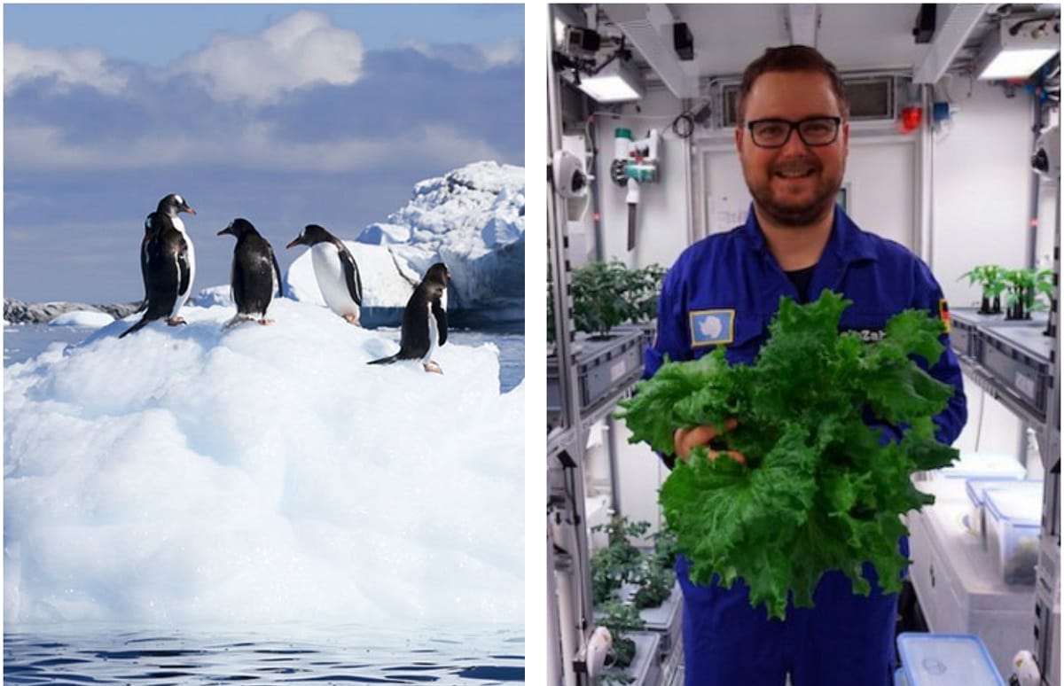 here scientists doing farming in 100 degree temperature by computer, grow many vegetables
