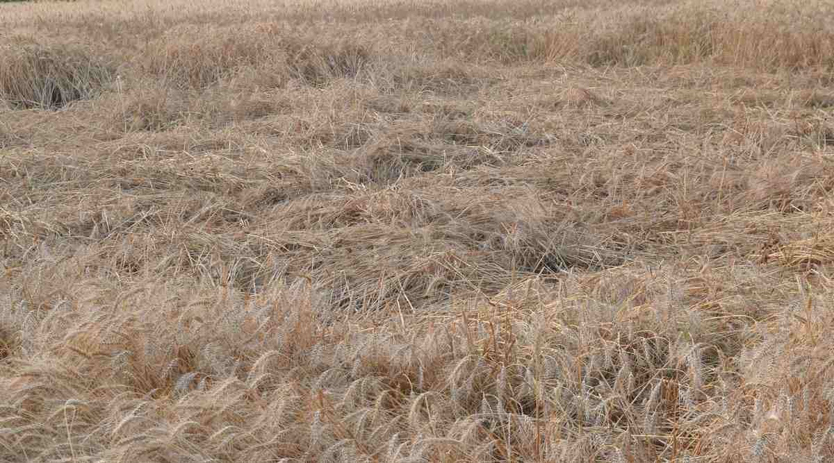 Crop damage due to storm and rain in purvanchal