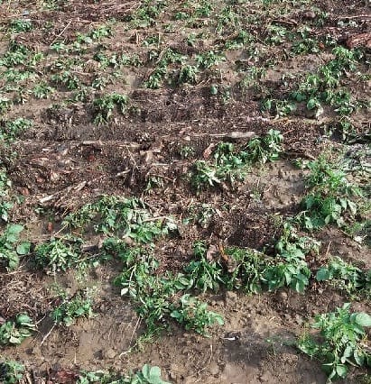 Damage to crops from rain and hail