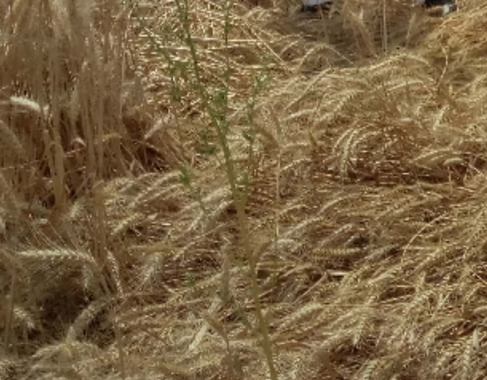rain and hailstone ruin the crops in Agra division