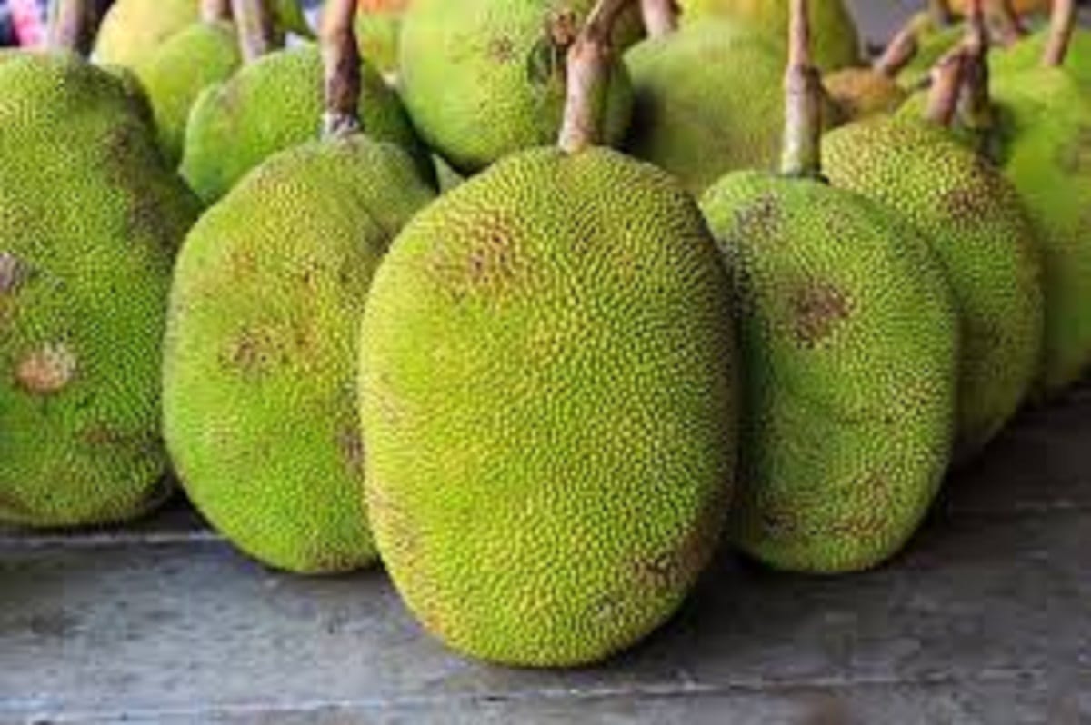 jackfruit or kathal interesting facts about this fruit