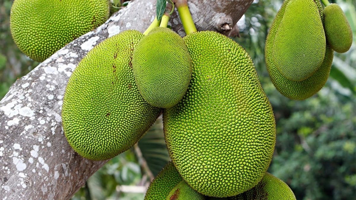 jackfruit benefits increases immunity and helpful in weightloss in hindi