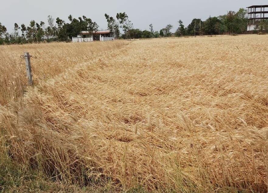 गेहूं की फसल पर ‘मुसीबत’ की बारिश