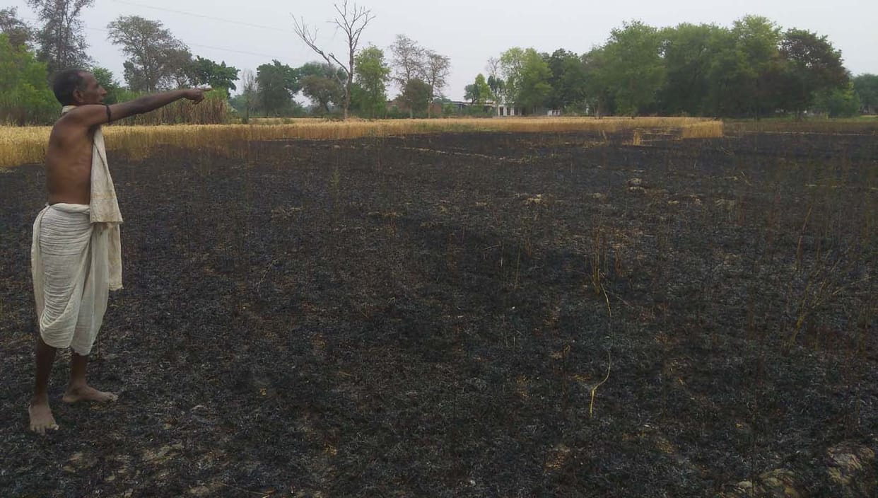 10 bigha wheat crop from irrigation of power wire