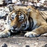 bengal tiger
