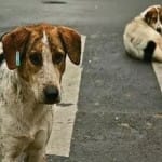dogs 
