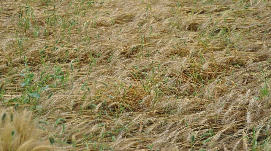 Crops damaged by rain, wheat yield will decrease