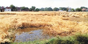 Jhamazham rain with typhoon, distress on farmers