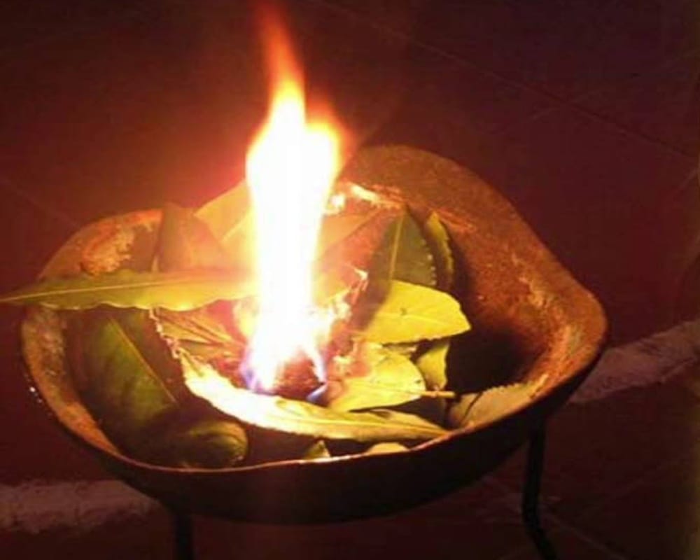 Know how Bay leaves are the best natural cockroach repellent