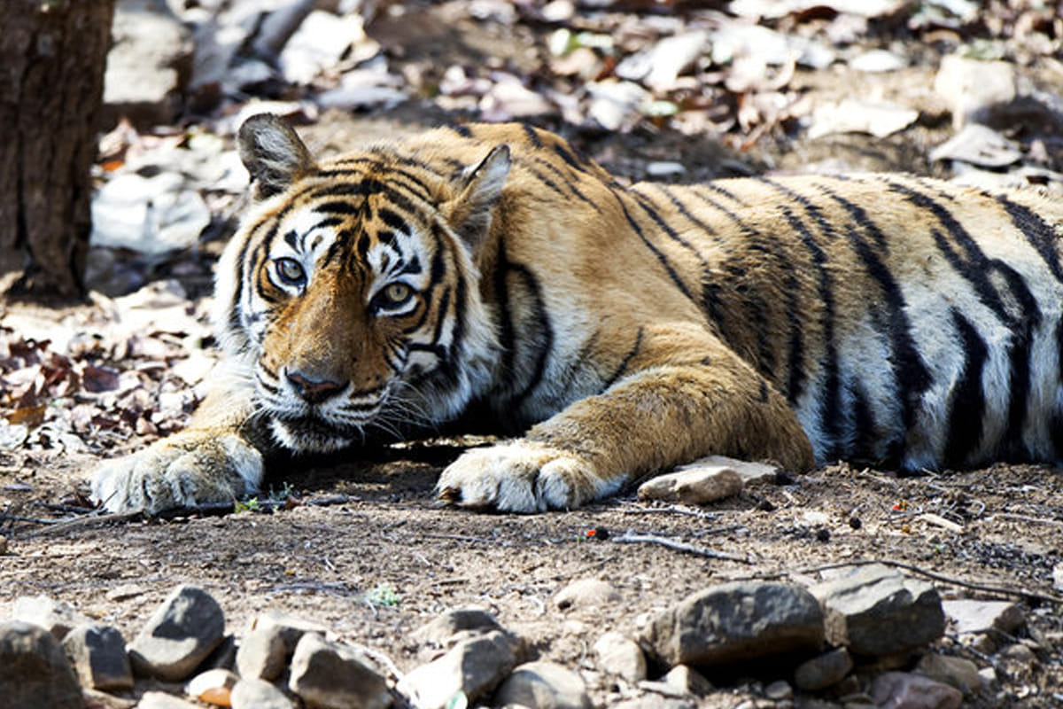 Another tiger reserve to be made in uttar pradesh.