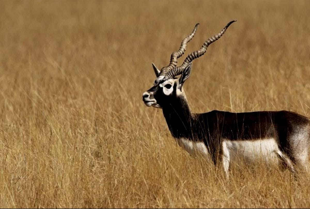 Black Buck Found Died in Akbar Tomb Agra