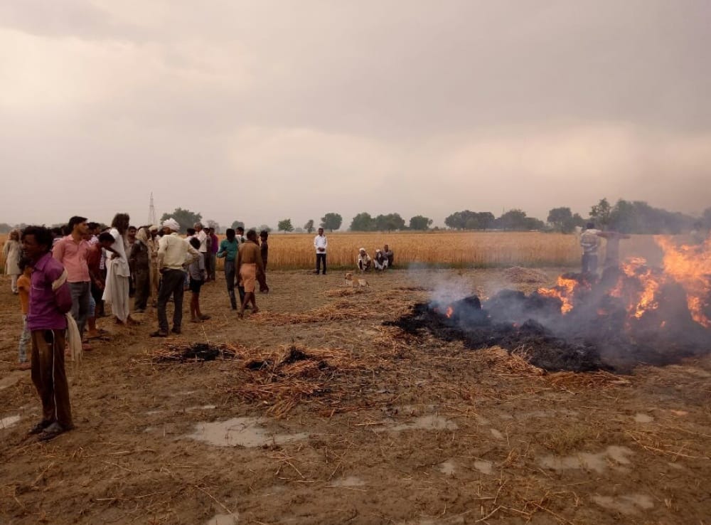  29 bigha wheat crop from the fire