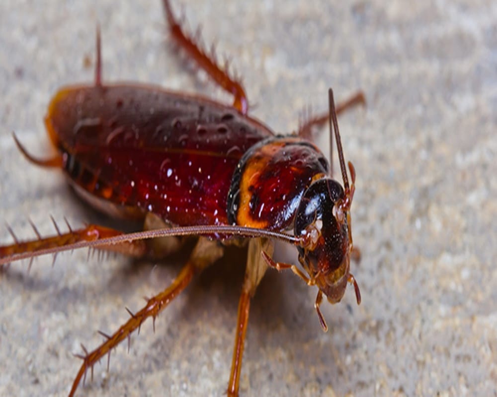 dead cockroach found in ghee box in haryana mla hostal kitchen