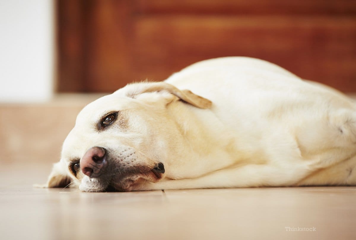 Father and son arrested for killing dog