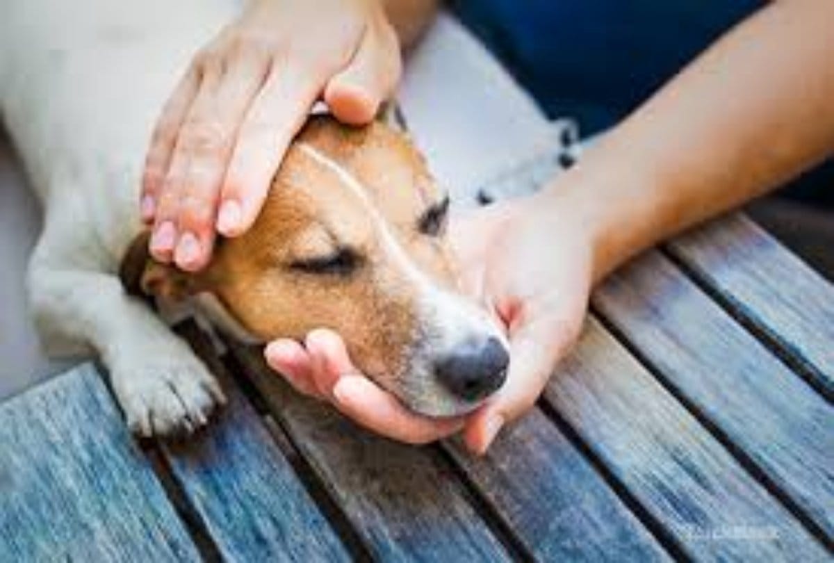 Chandigarh Nagar Nigam Going to do Changes in Dog by Laws