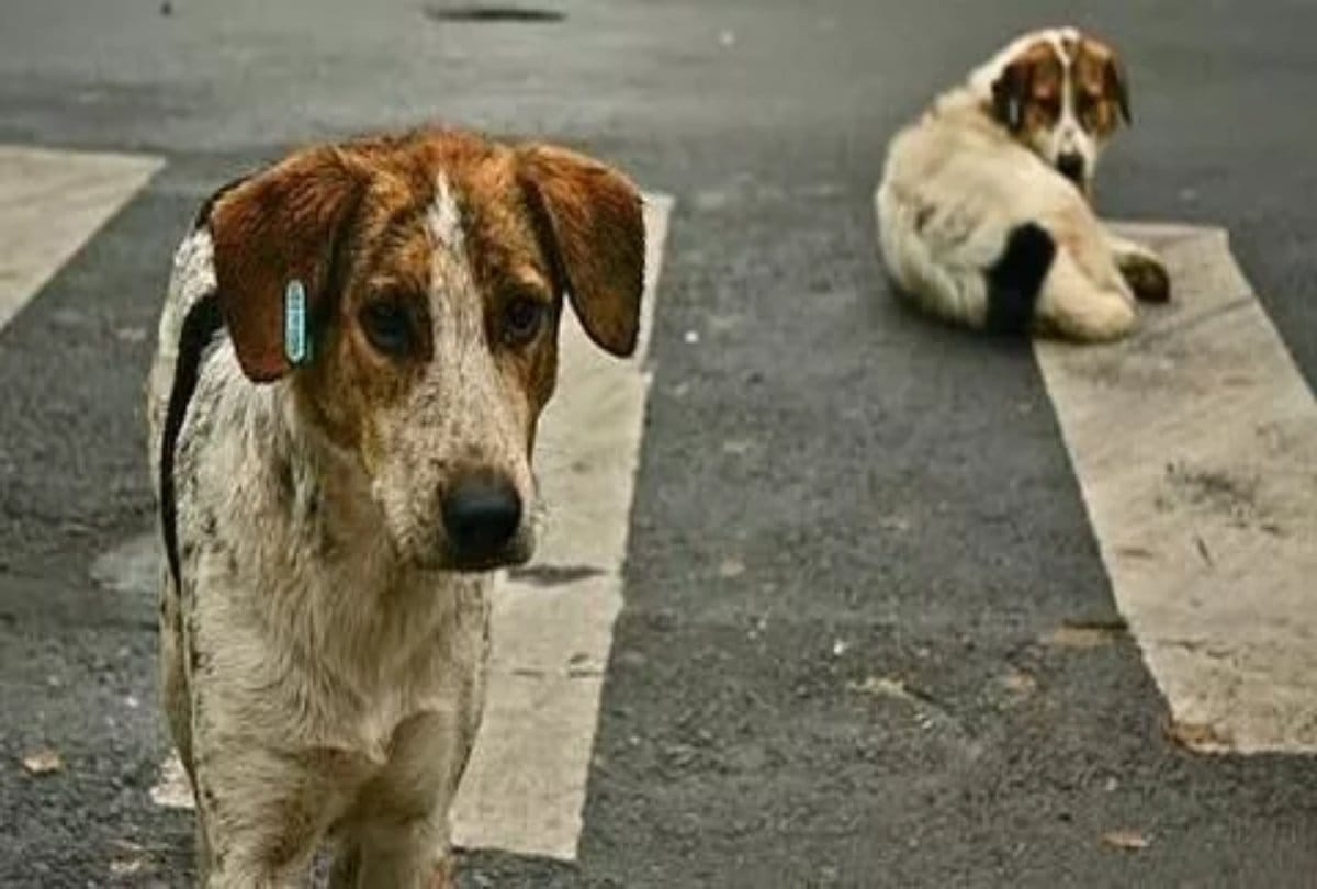 The Doges are millionaires in this village at gujarat 
