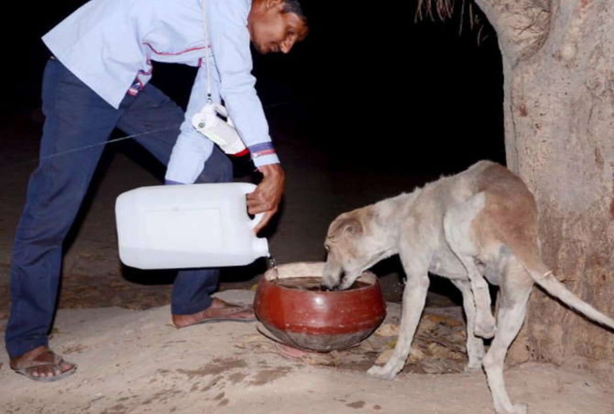 The Doges are millionaires in this village at gujarat 