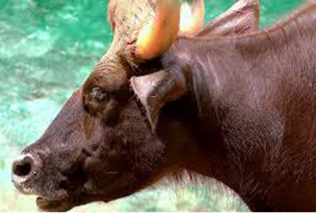 Four animals died in Delhi Zoo, Bengal Tiger Priya is critically ill