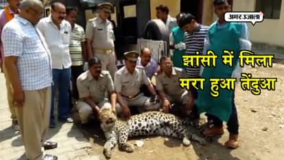 DEAD LEOPARD FOUND IN FARM LAND IN JHANSI UTTAR PRADESH HOT NEWS