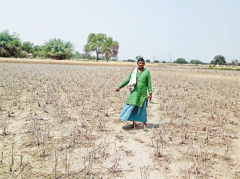 After the wheat, the 'king' of mustard seed