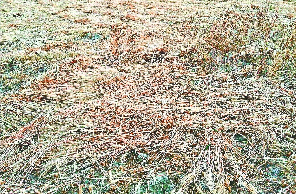 Agra: strong winds and rain ruin the crops of farmer