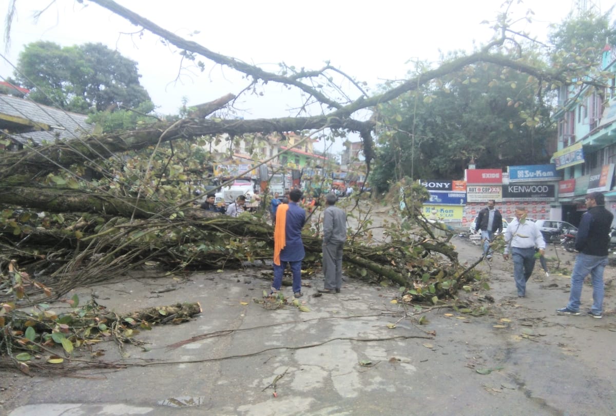 सीमावर्ती इलाकों में धड़ल्ले से हो रही हरे पेड़ों की कटान