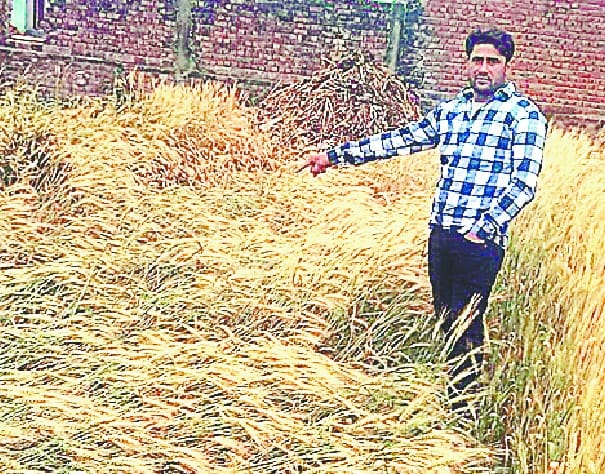 Damage to wheat crop from rain