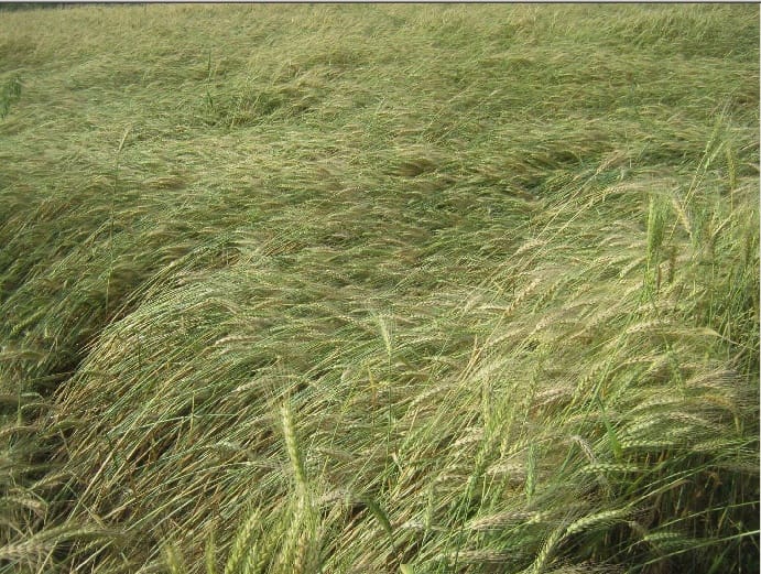 Due to the loss of wheat in Muzaffarnagar