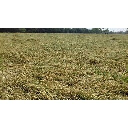 wheat crops fall dawn on land
