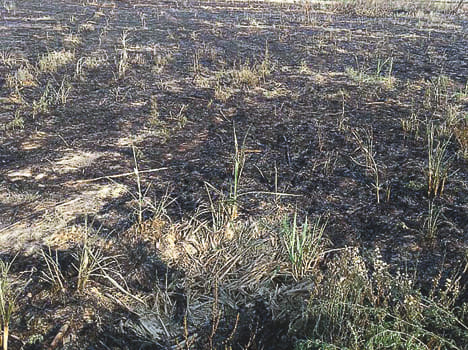 Three villagers burn 12 bigha fields