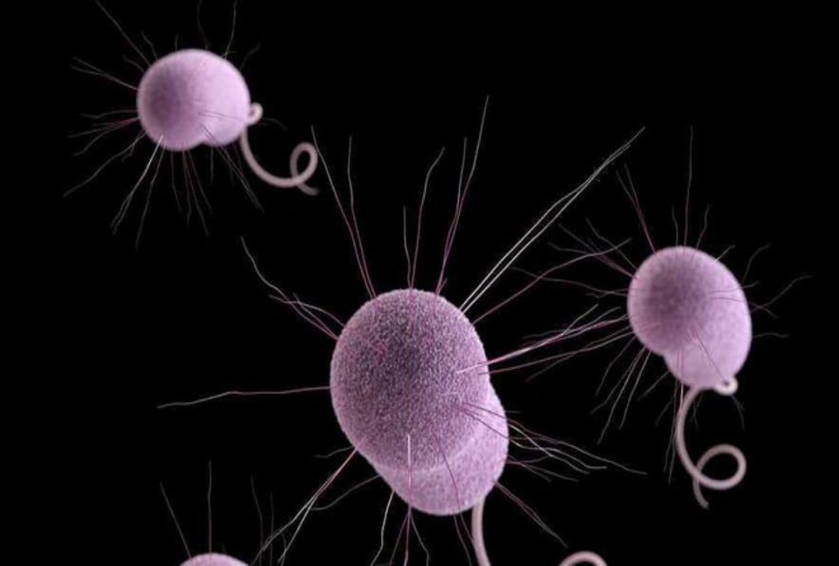 Know How bacteria stick harmful for human cells