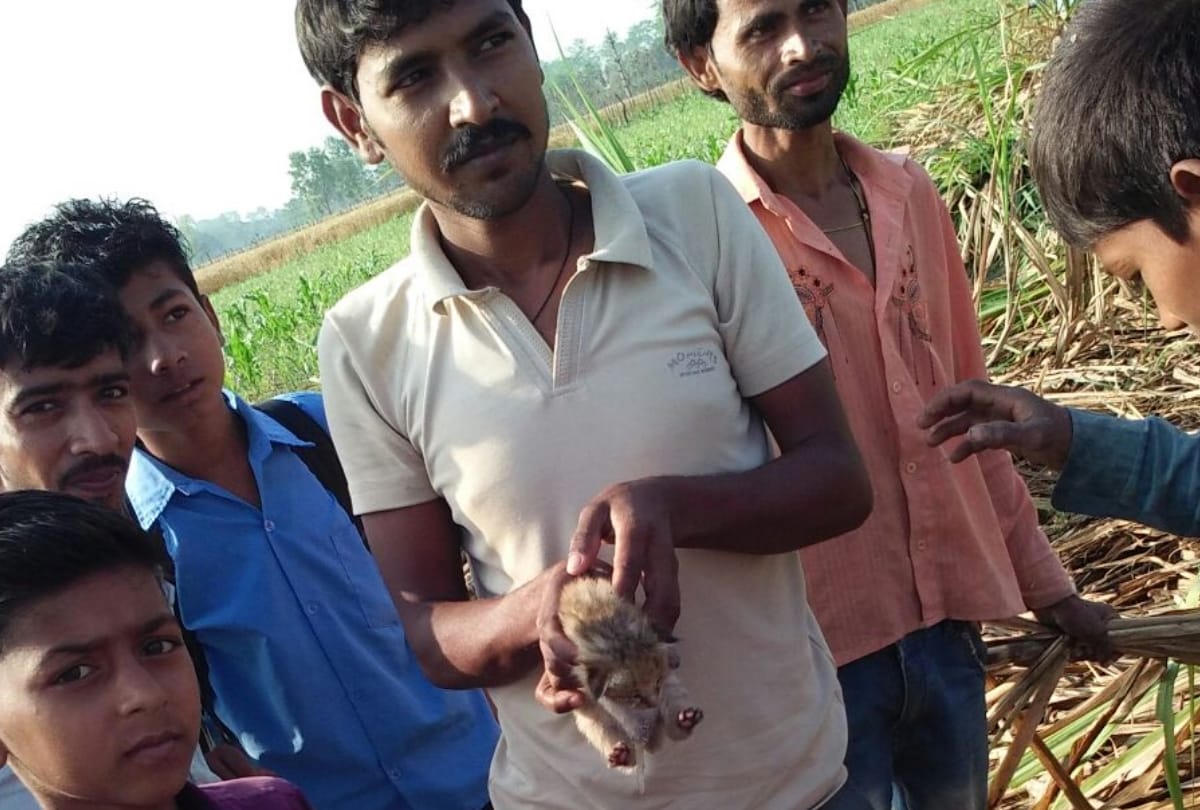 cubs of leopard found in bahraich