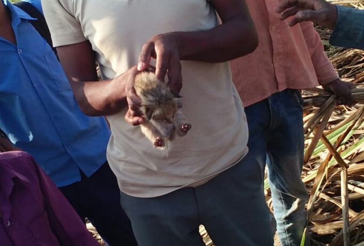 cubs of leopard found in bahraich
