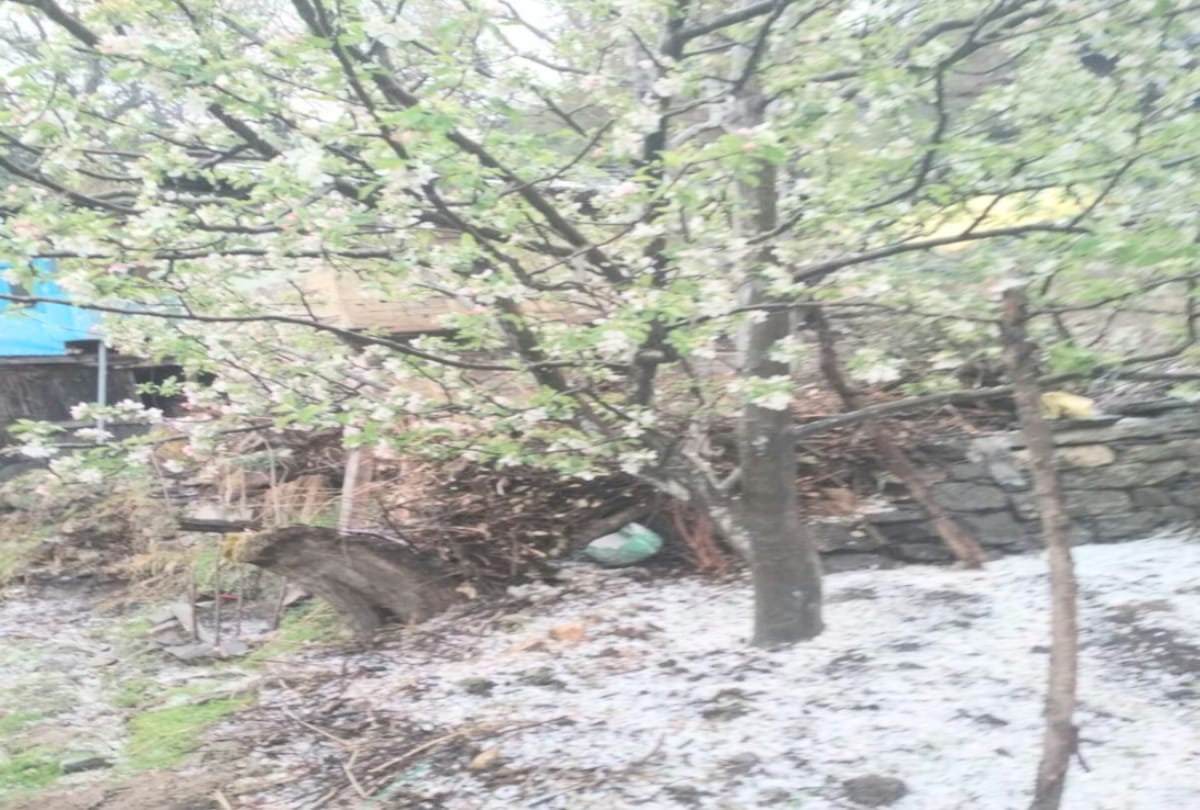 big loss due to heavy hail storm in upper shimla