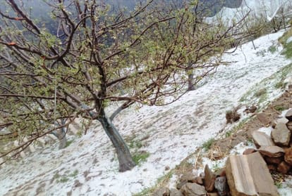 big loss due to heavy hail storm in upper shimla