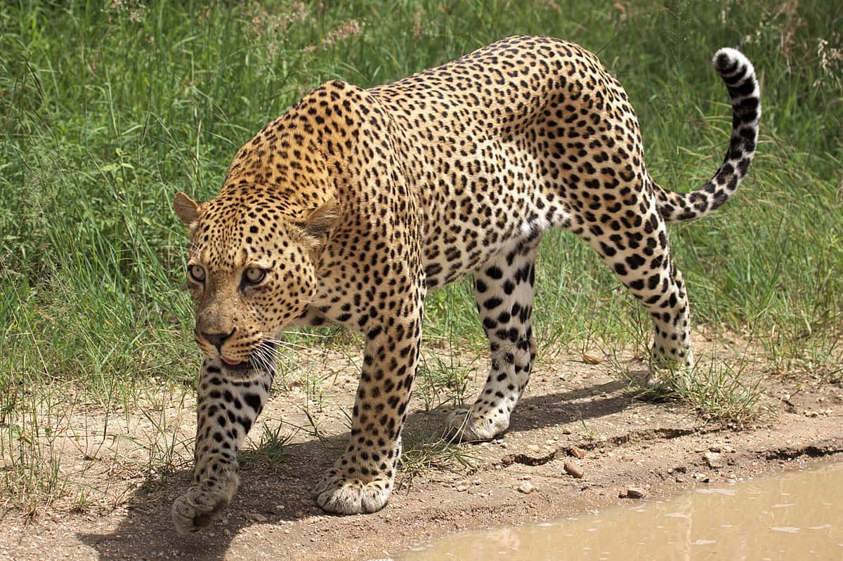 Leopard killed Four Years old girl Dm Crying on her funeral