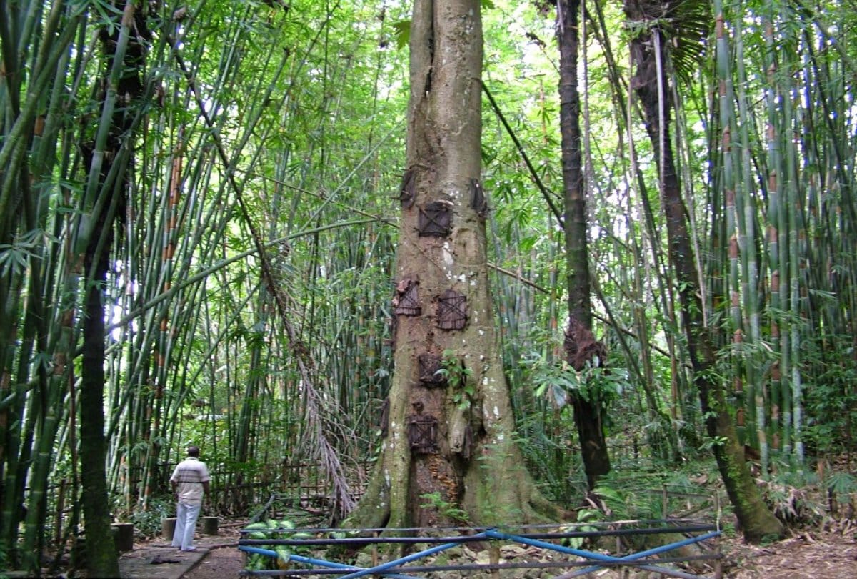 Many graves of Dead babies in this Tree stem in Indonesia  
