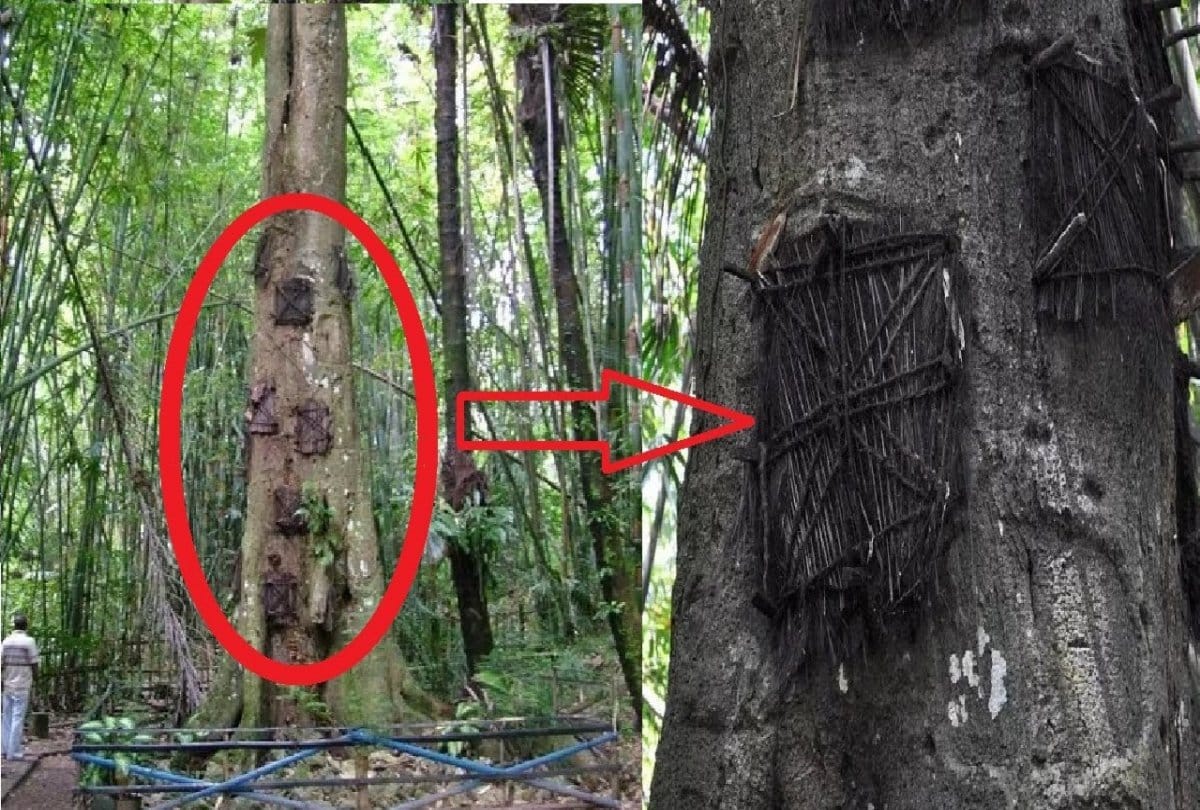 Many graves of Dead babies in this Tree stem in Indonesia  