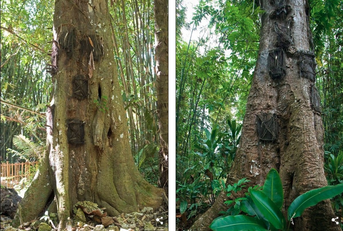Many graves of Dead babies in this Tree stem in Indonesia  
