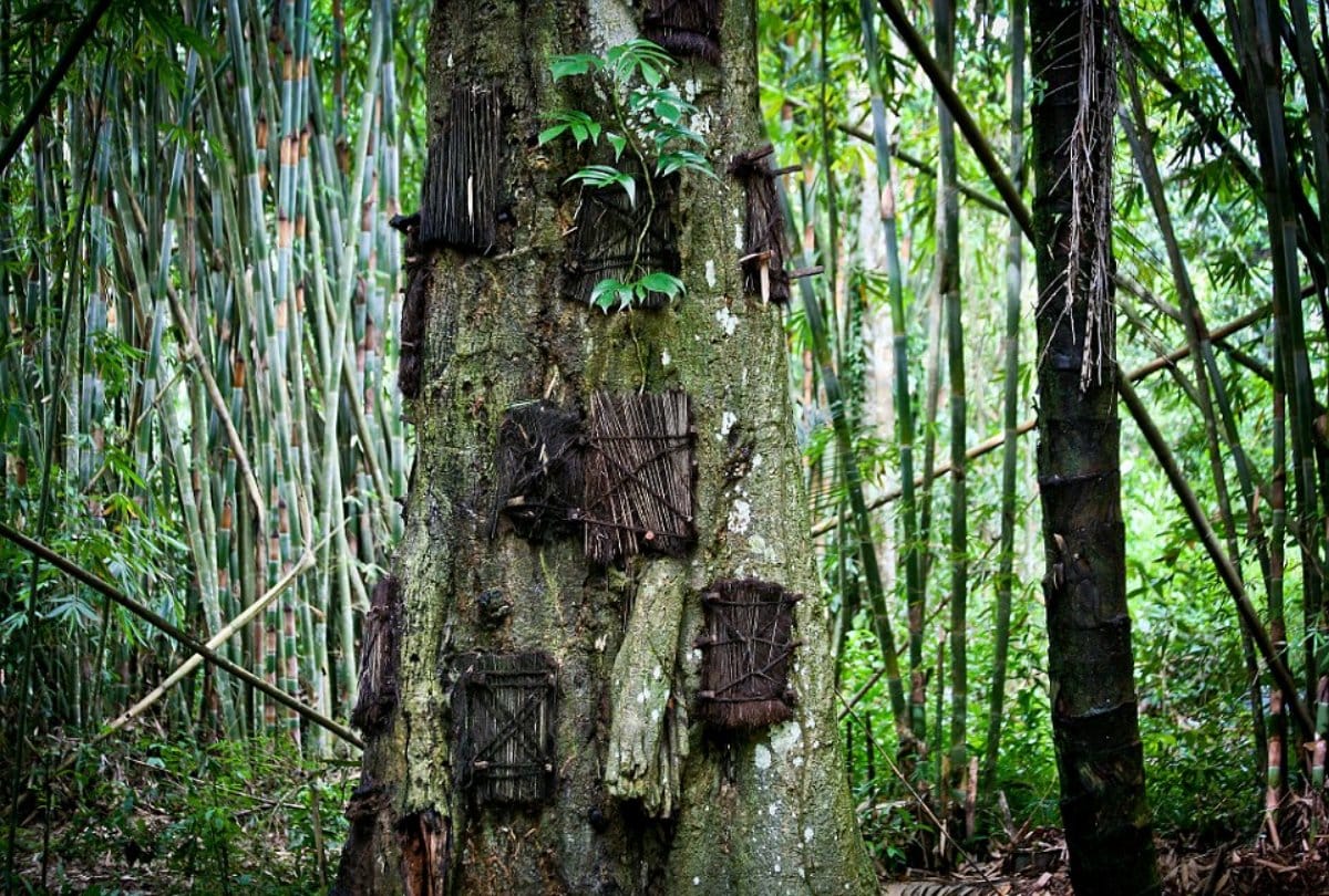 Many graves of Dead babies in this Tree stem in Indonesia  