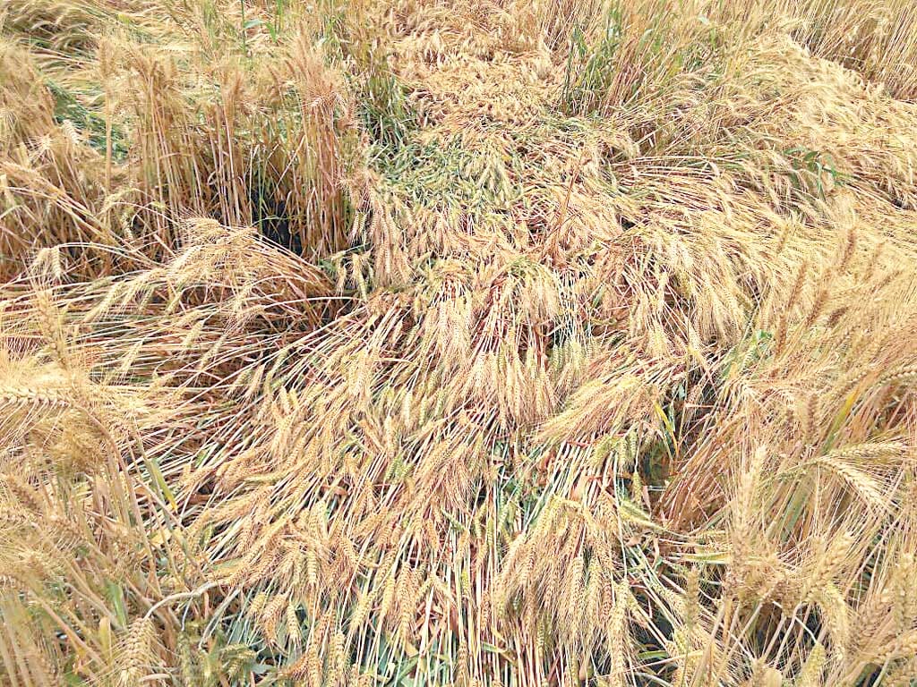 rain and hailstone ruin the crops in Agra division