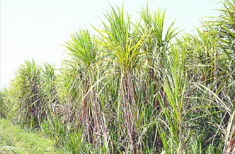 The fields have one crore 15 lakh quintals of sugarcane